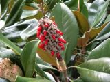 Magnolia grandiflora