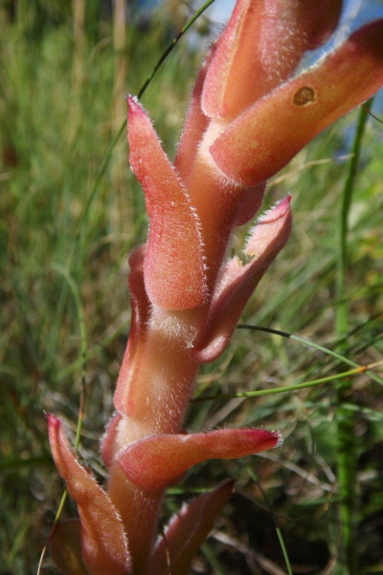 Изображение особи Sempervivum caucasicum.