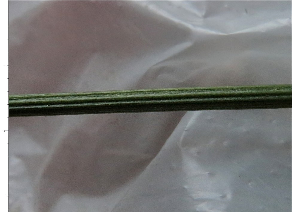 Image of Scorzoneroides autumnalis specimen.