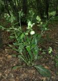 род Cynoglossum