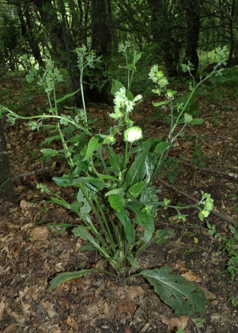 Image of genus Cynoglossum specimen.