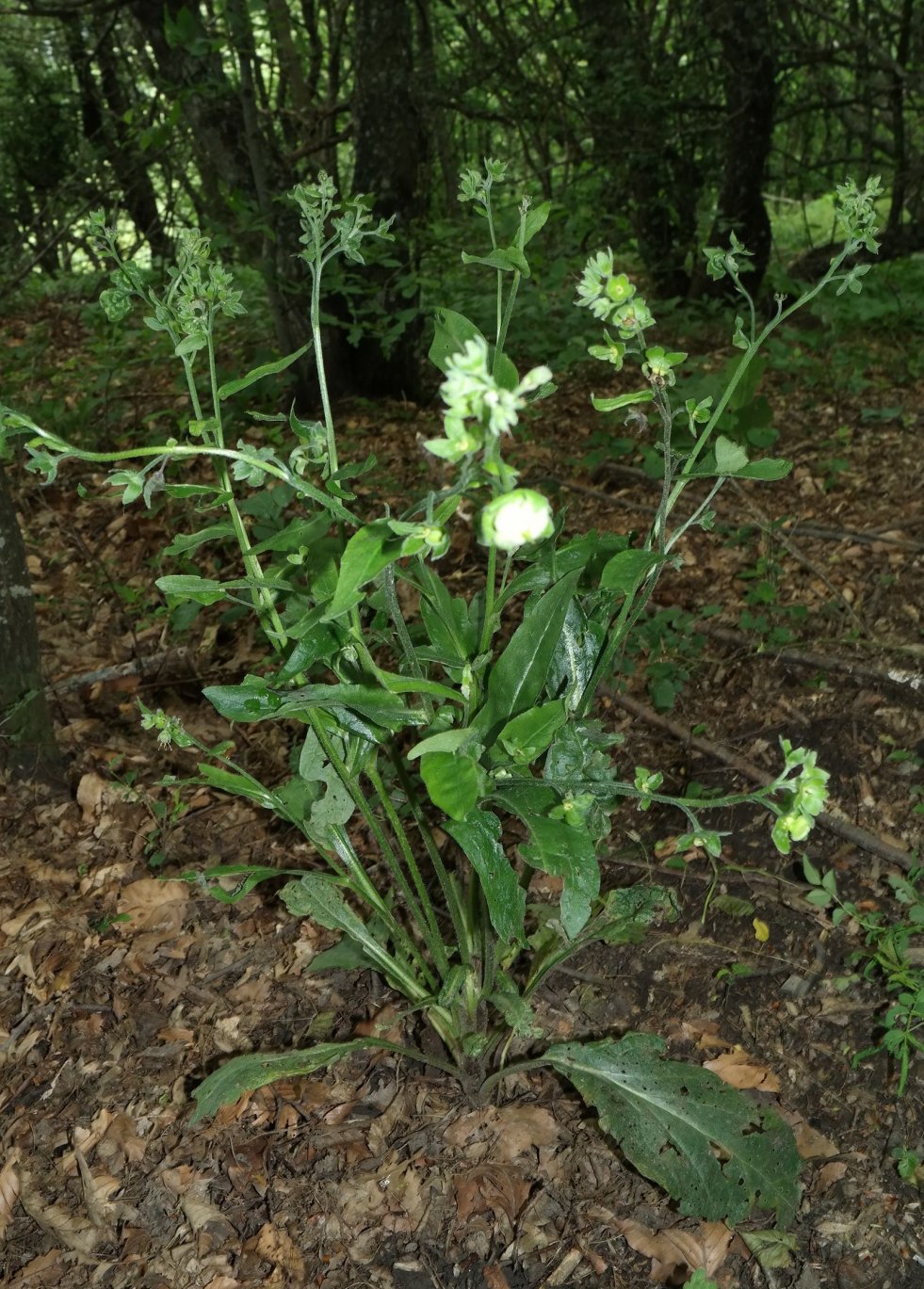 Изображение особи род Cynoglossum.