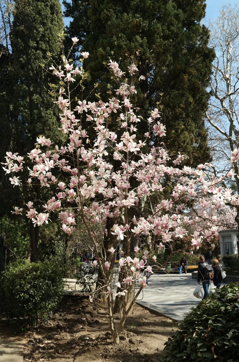 Image of Magnolia &times; soulangeana specimen.