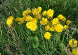 Scorzoneroides autumnalis
