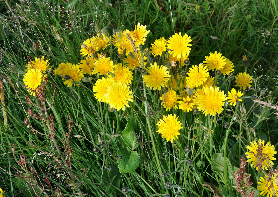 Image of Scorzoneroides autumnalis specimen.