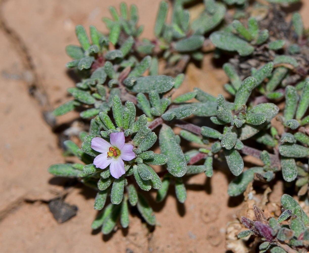 Image of genus Frankenia specimen.