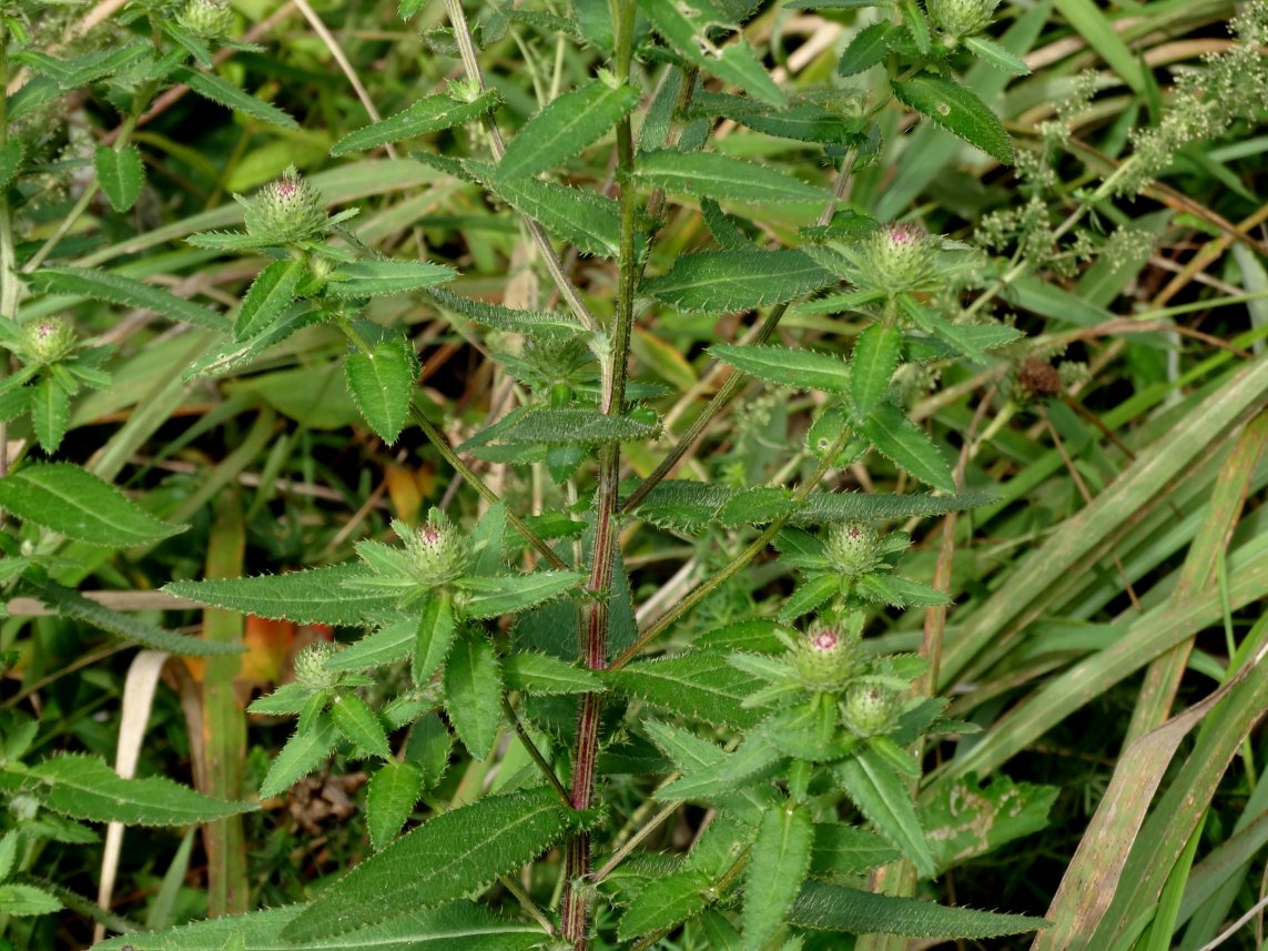 Изображение особи Cirsium vlassovianum.
