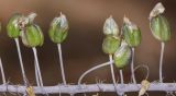 Drimia aphylla. Часть цветоноса со зреющими плодами. Израиль, Шарон, пос. Кфар Шмариягу, заповедник. 23.09.2016.
