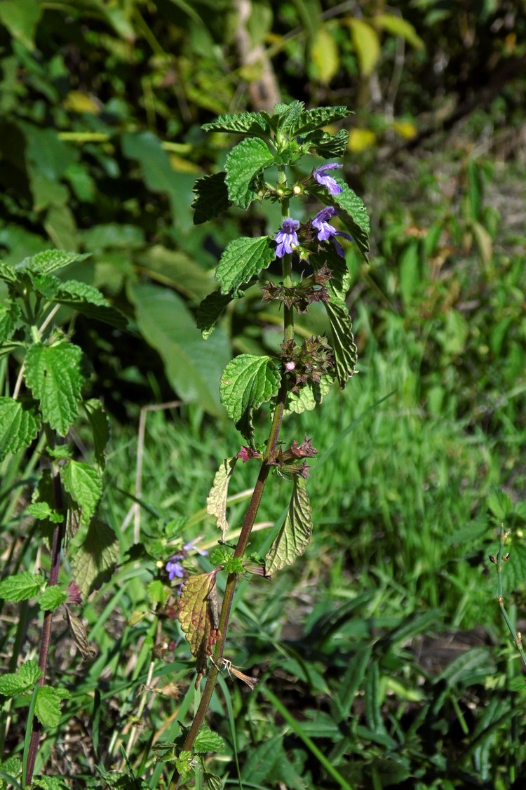 Image of Ballota nigra specimen.