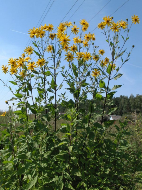 Изображение особи Helianthus tuberosus.