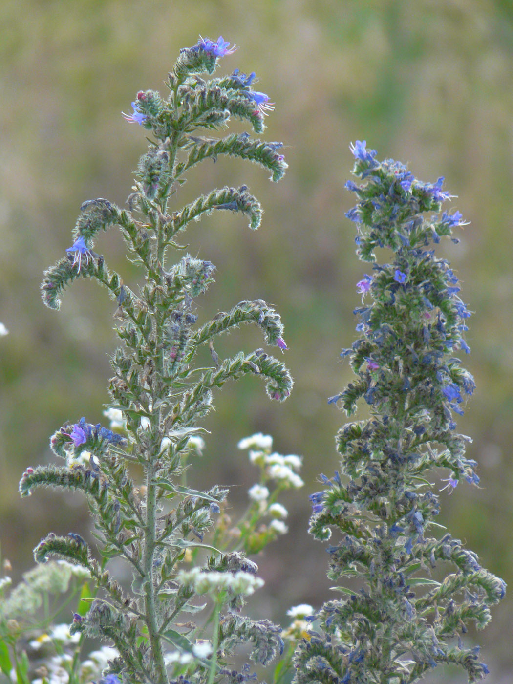 Изображение особи Echium vulgare.