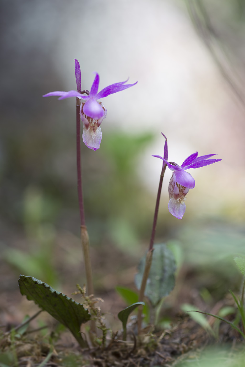 Image of Calypso bulbosa specimen.