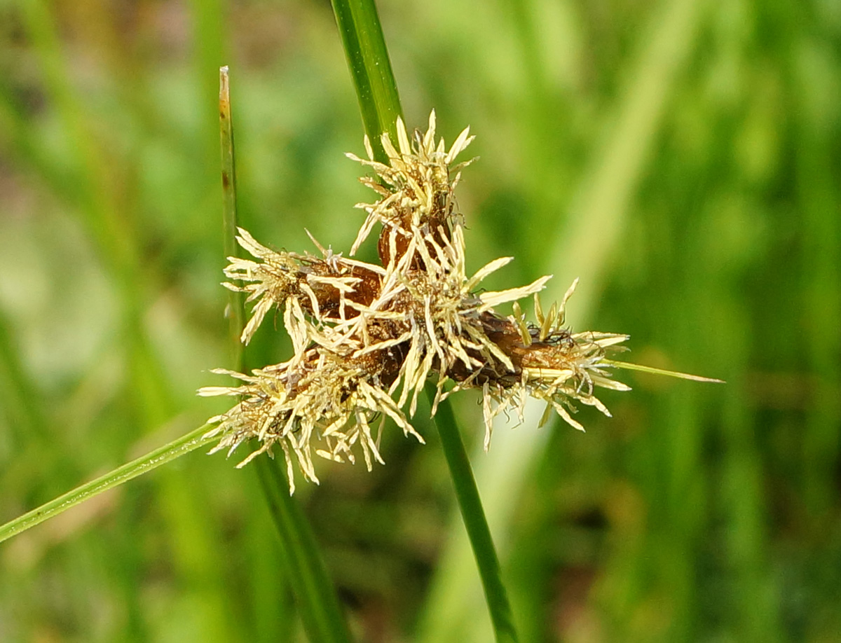 Image of Bolboschoenus planiculmis specimen.