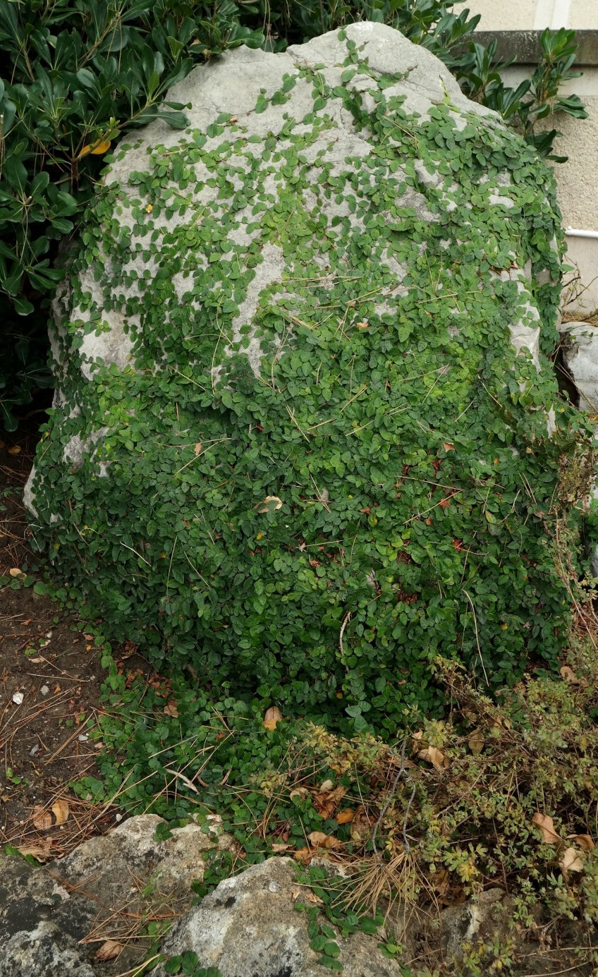 Image of Ficus pumila specimen.