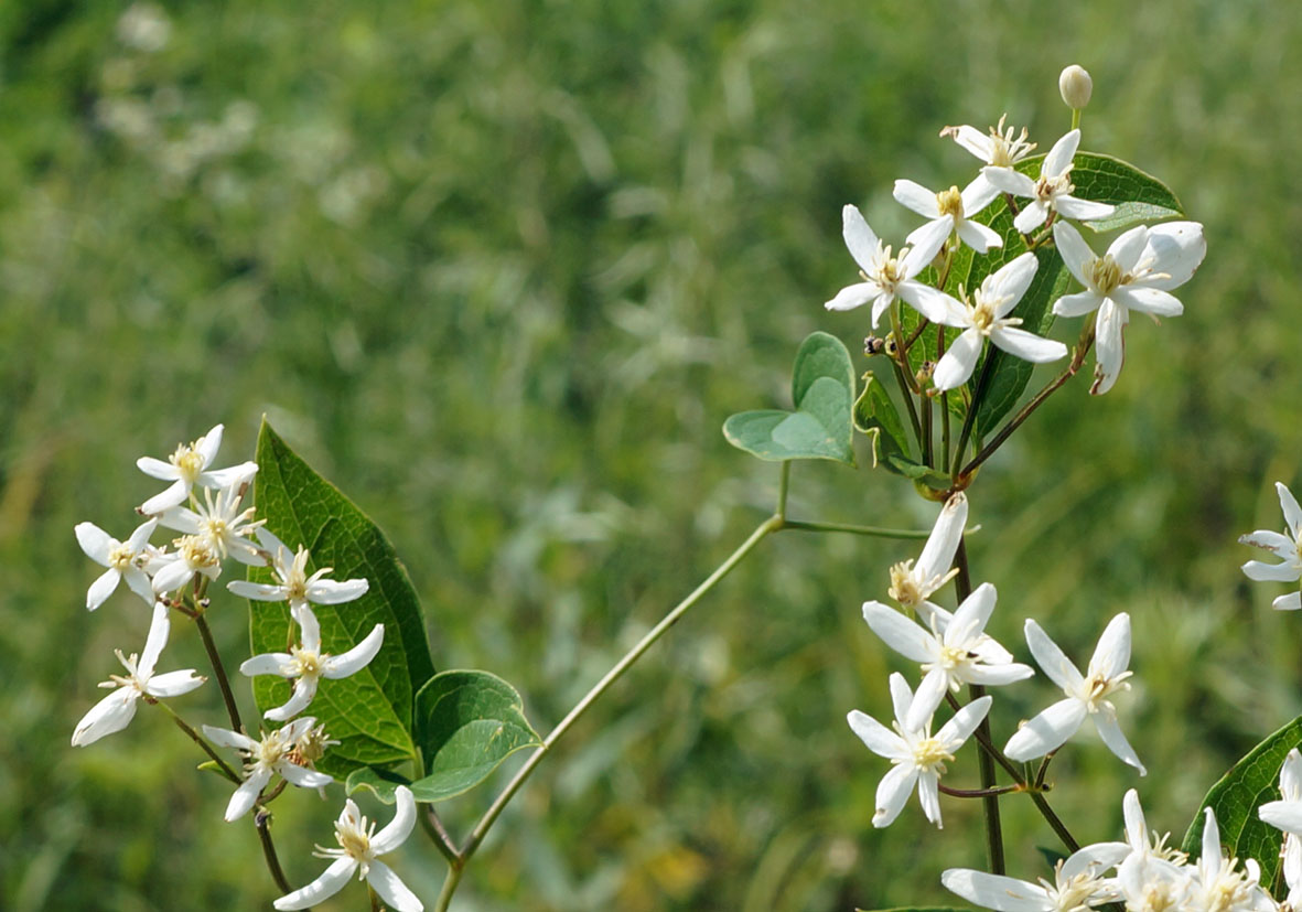 Изображение особи Clematis mandshurica.