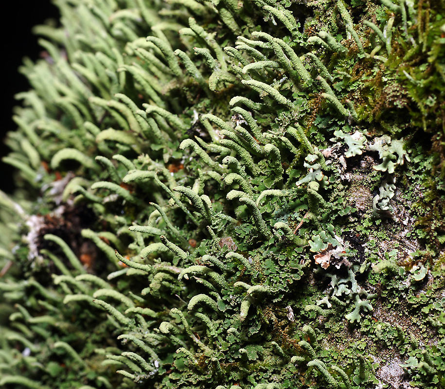 Изображение особи Cladonia coniocraea.