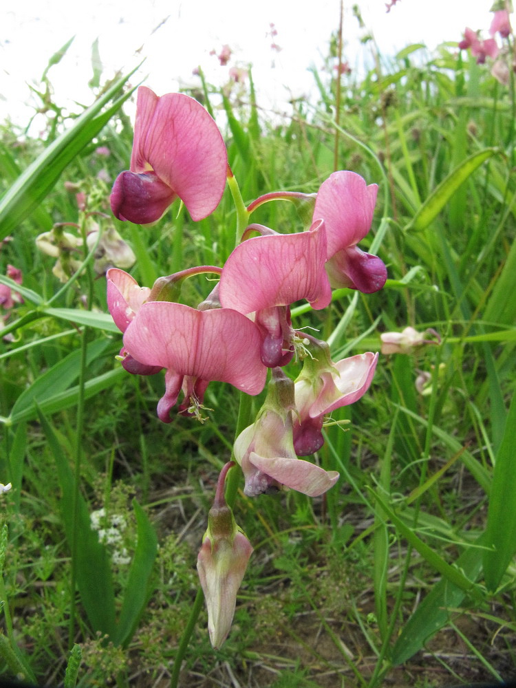 Изображение особи Lathyrus sylvestris.