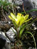 Gagea bohemica