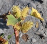 Xanthium orientale. Верхушка побега с соплодиями. Узбекистан, Ферганская долина, Наманганская обл., Мингбулакские пески. 09.10.2013.