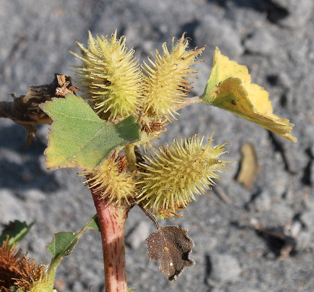 Image of Xanthium orientale specimen.