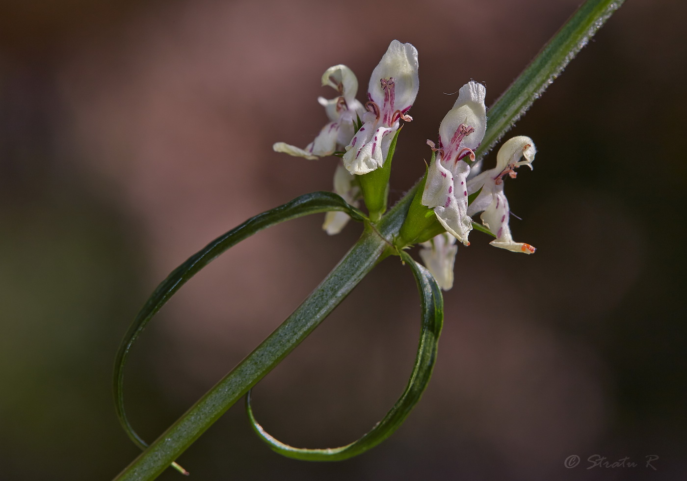 Изображение особи Stachys krynkensis.