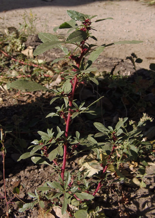 Изображение особи Amaranthus blitoides.