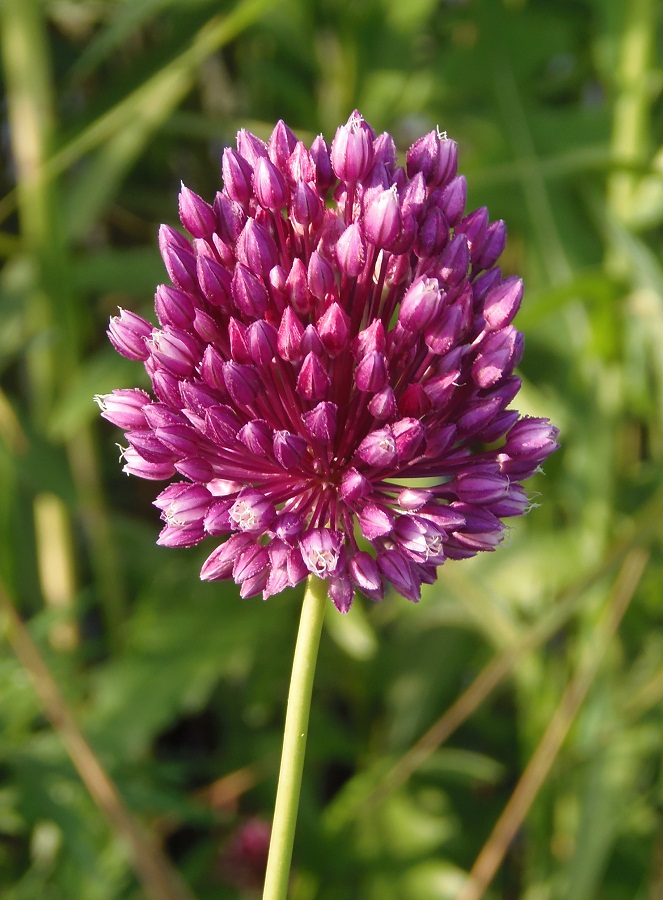 Image of Allium rotundum specimen.