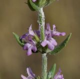 Micromeria graeca