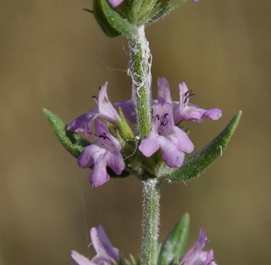 Image of Micromeria graeca specimen.