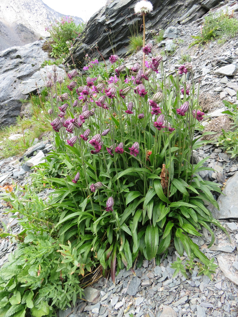 Изображение особи Gastrolychnis tristis.