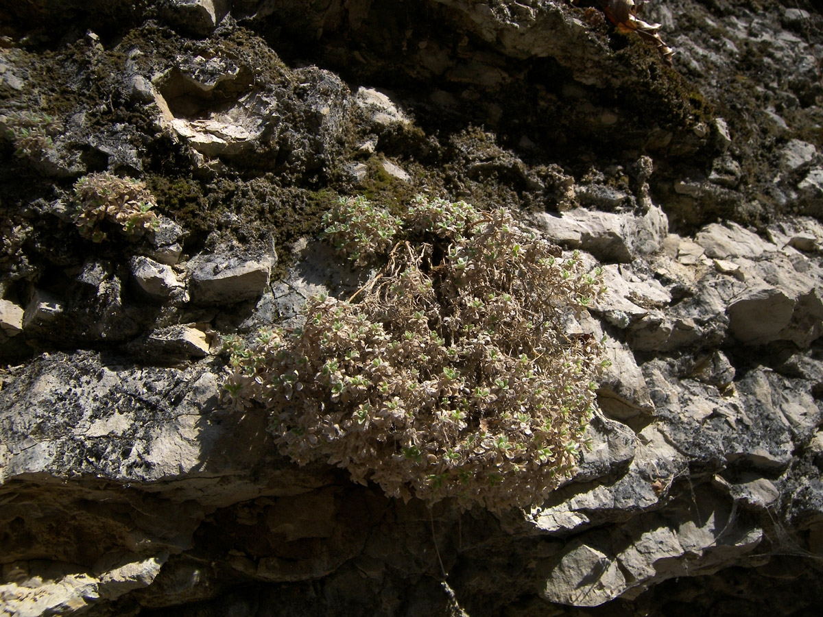 Image of Draba longisiliqua specimen.