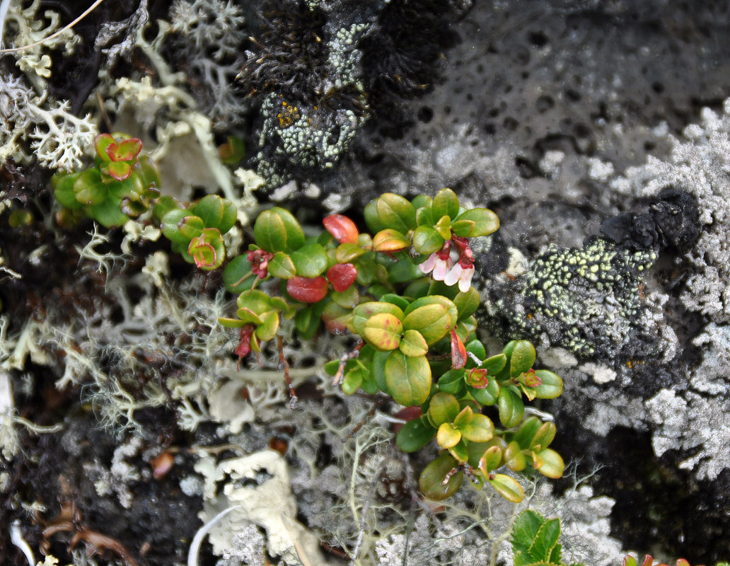 Image of Vaccinium vitis-idaea specimen.