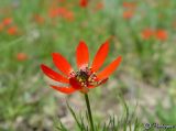 Adonis flammea