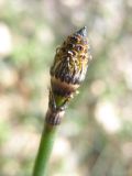 Equisetum hyemale