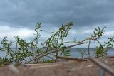 Cakile baltica. Плодоносящее растение. Ленинградская обл., Ломоносовский р-н, окр. пос. Лебяжье, берег Финского залива, береговой вал. 25.09.2016.