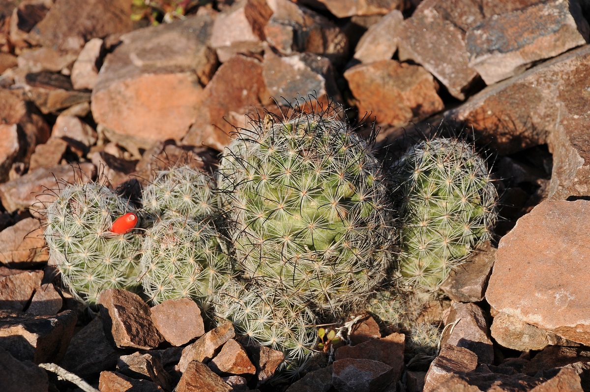 Image of Mammillaria tetrancistra specimen.