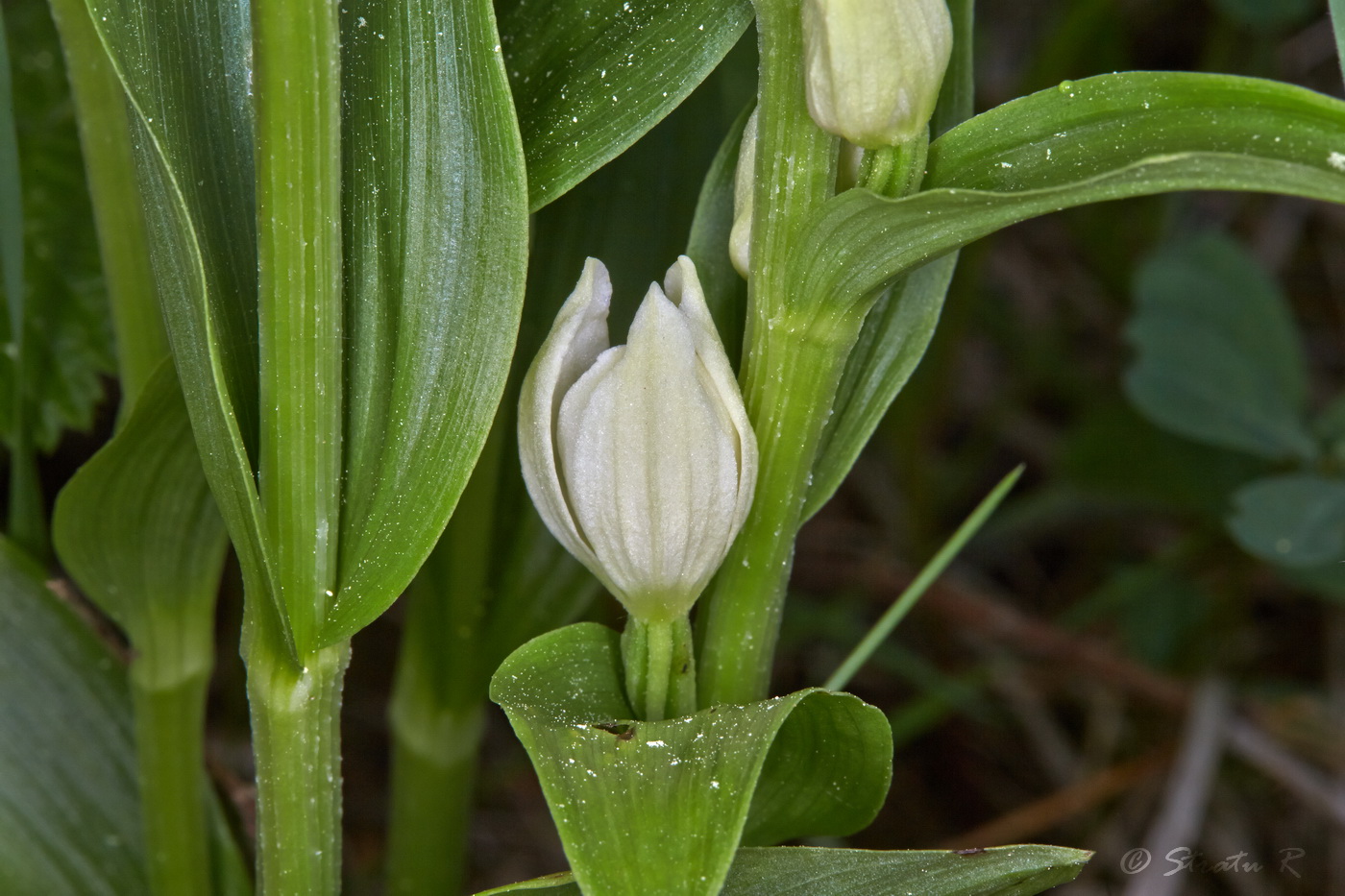 Изображение особи Cephalanthera damasonium.