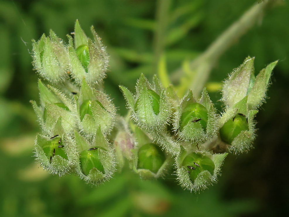 Image of Polemonium chinense specimen.