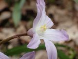 Chionodoxa luciliae variety rosea. Цветок. Москва, Воронцовский парк, дубовая роща. 24.04.2017.