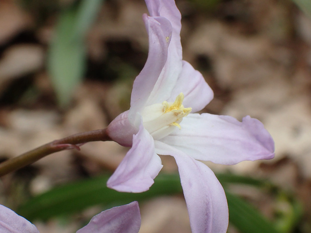 Image of Chionodoxa luciliae var. rosea specimen.