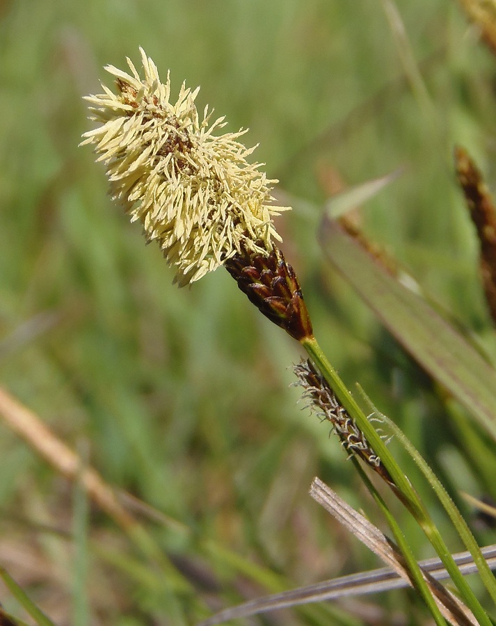 Изображение особи Carex cespitosa.