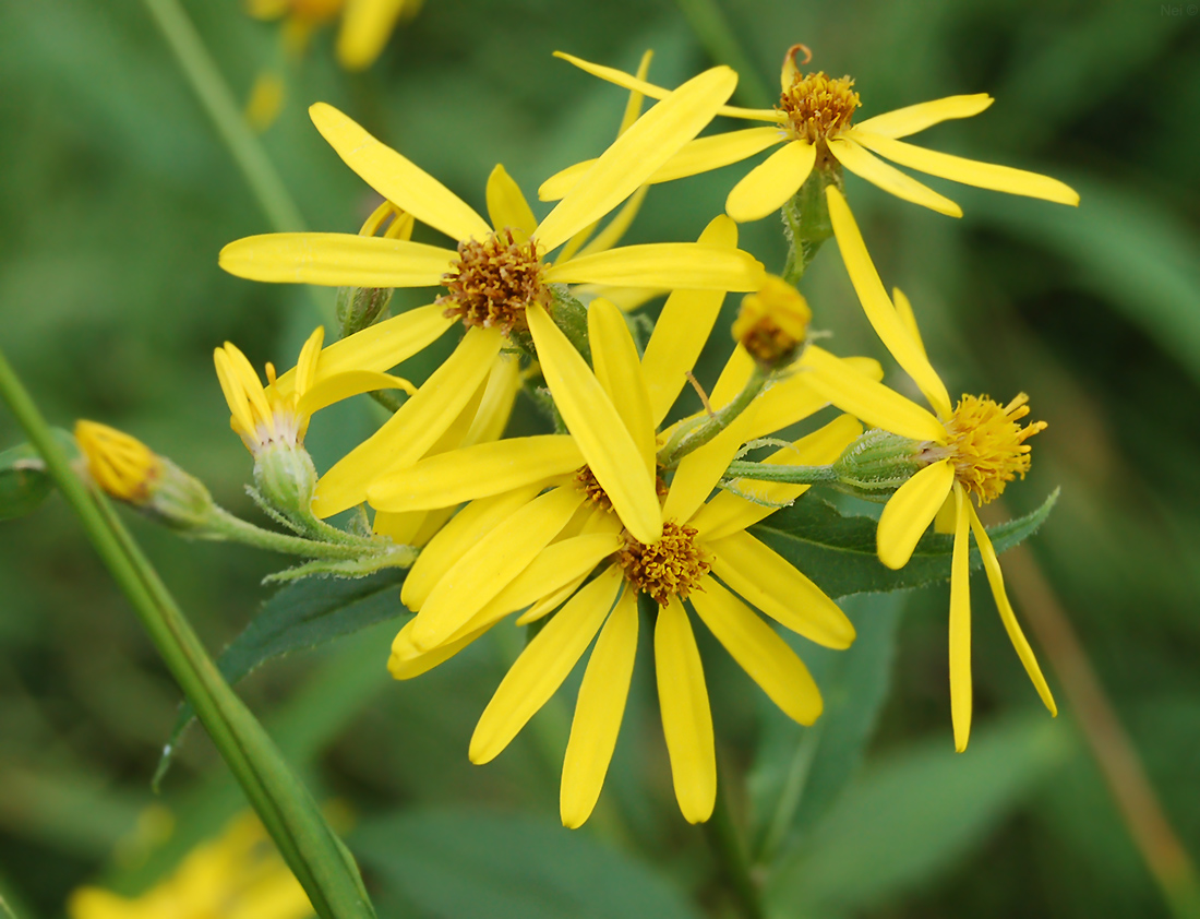 Изображение особи Senecio nemorensis.