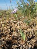 Lactuca undulata. Цветущее растение. Казахстан, вост. предгорья хр. Каратау, сев. кромка котловины оз. Кызылколь, галечниковые наносы на пестроцветах на склоне юго-зап. экспозиции. 9 мая 2017 г.