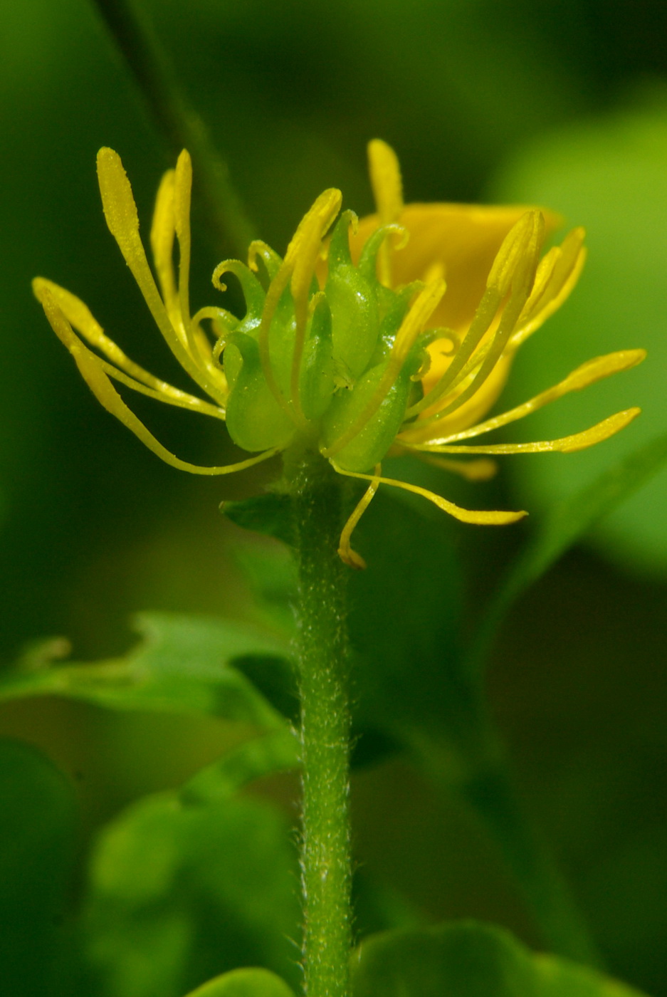 Image of Ranunculus crimaeus specimen.