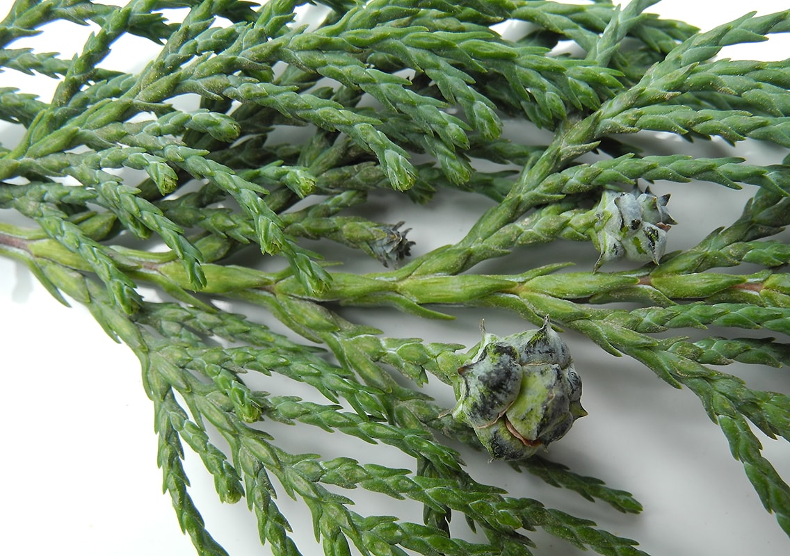 Image of Chamaecyparis lawsoniana specimen.
