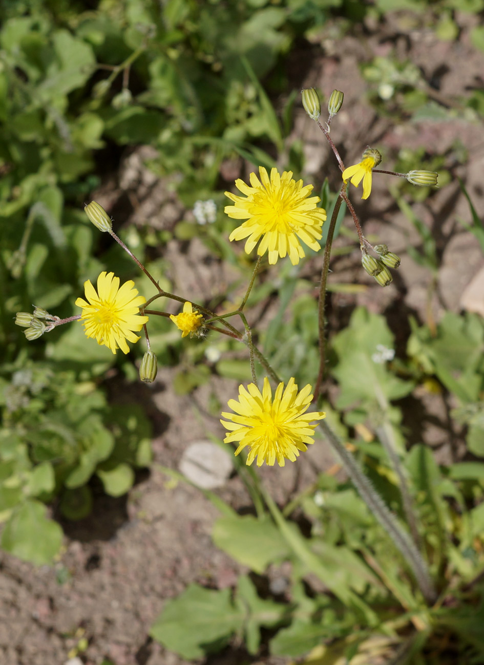 Image of Lagoseris sancta specimen.