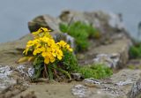 Erysimum amurense