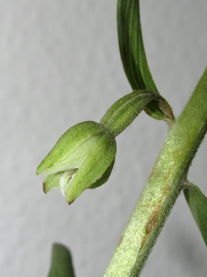 Image of Epipactis krymmontana specimen.