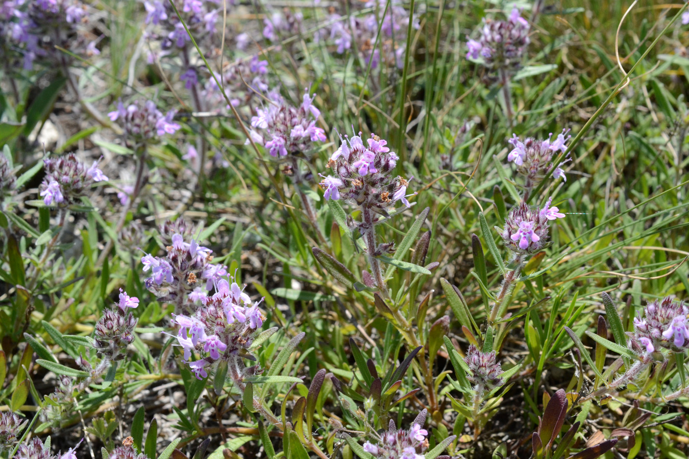 Image of genus Thymus specimen.