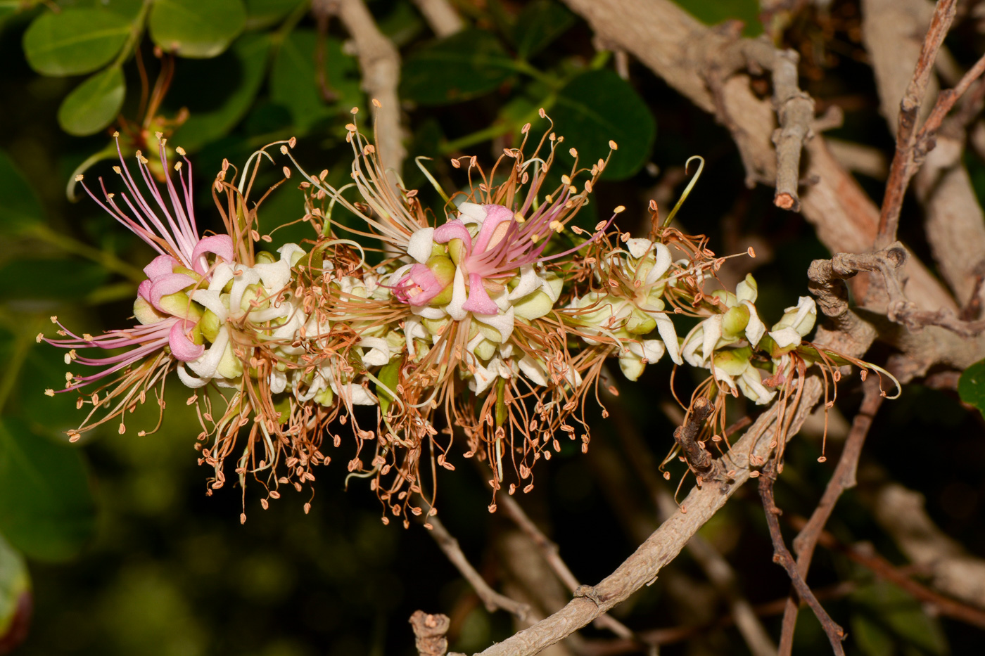 Image of Schotia latifolia specimen.